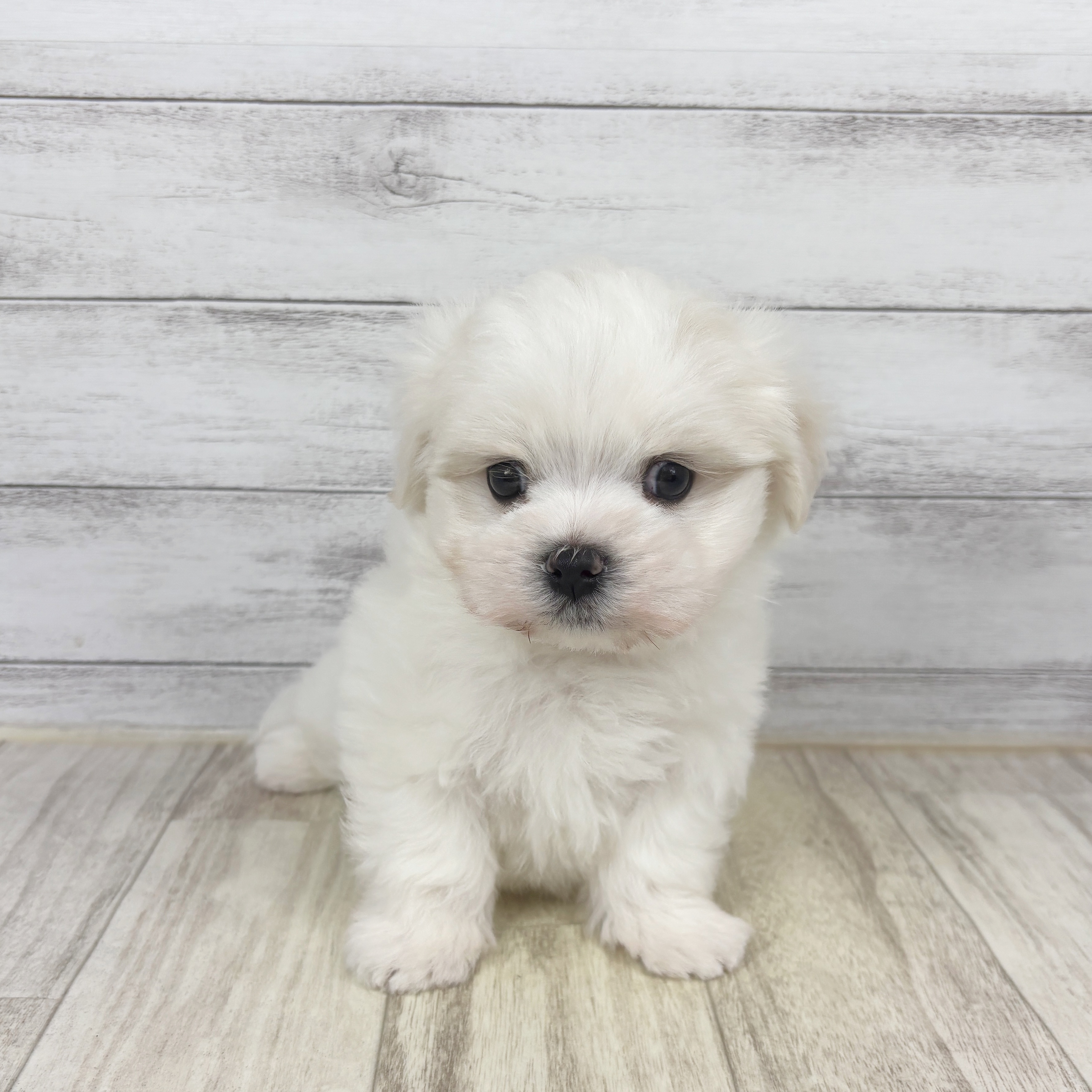 岡山県のマルチーズ (犬の家＆猫の里倉敷中庄店/2025年11月8日生まれ/男の子/ホワイト)の子犬の2枚目の画像