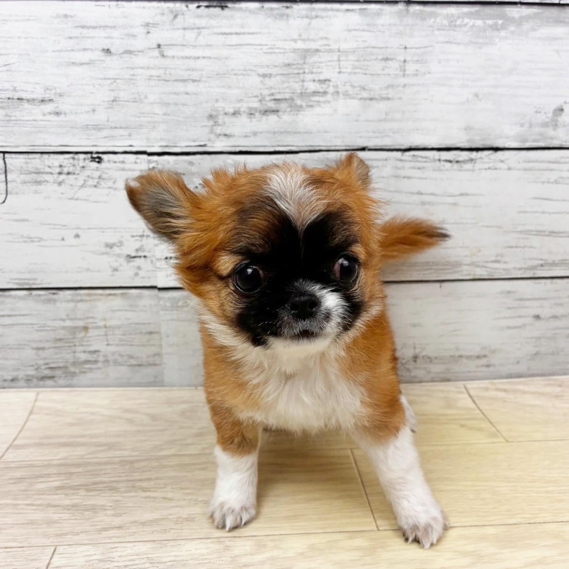 大阪府のチワワ(ロング) (犬の家＆猫の里吹田店/2025年10月31日生まれ/女の子/レッドホワイト)の子犬