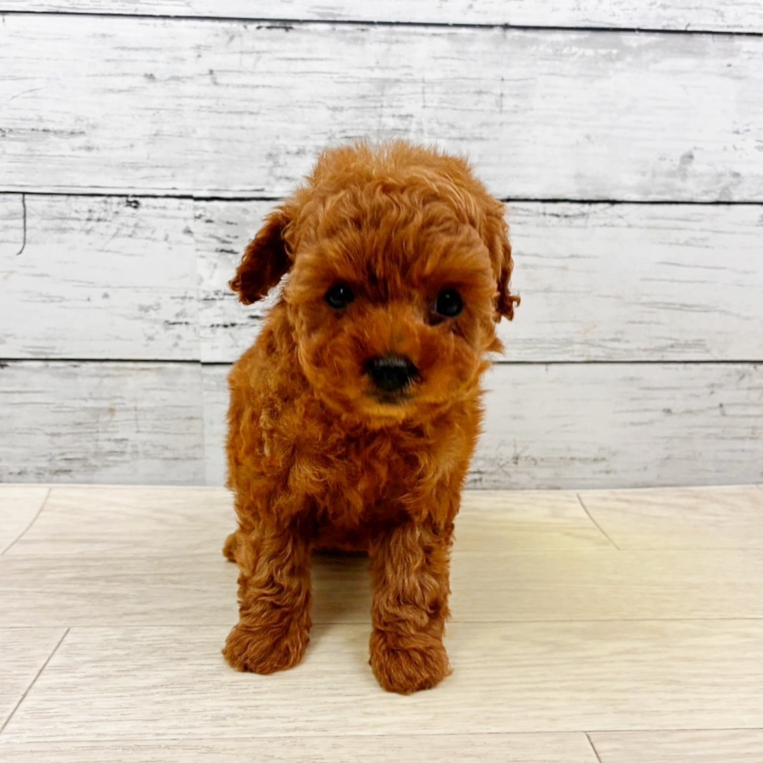 兵庫県のトイプードル(タイニー) (犬の家＆猫の里川西店/2025年11月8日生まれ/女の子/オレンジフォーン)の子犬