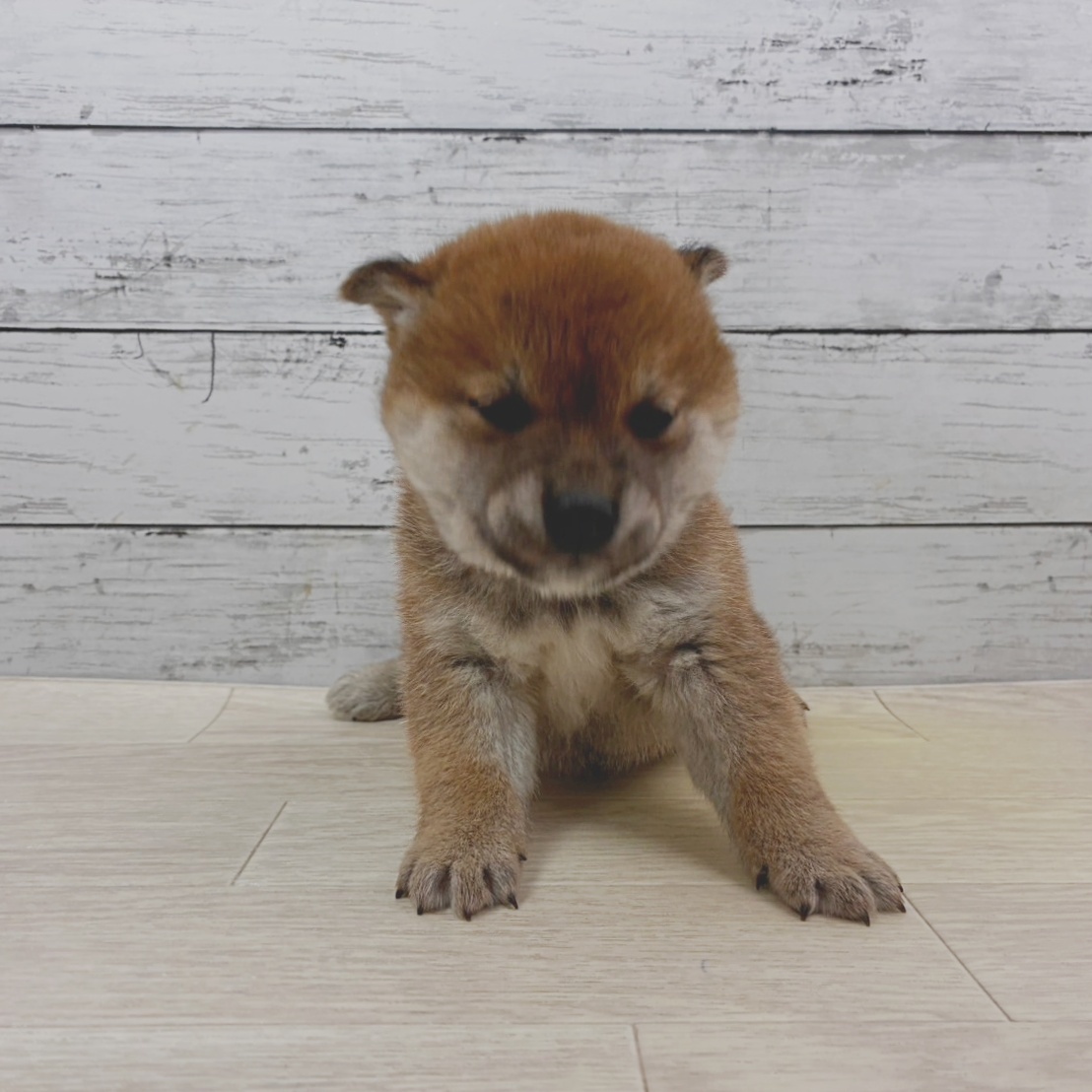 兵庫県の柴犬(標準サイズ) (犬の家＆猫の里ゆめタウン姫路店/2025年11月9日生まれ/女の子/赤)の子犬