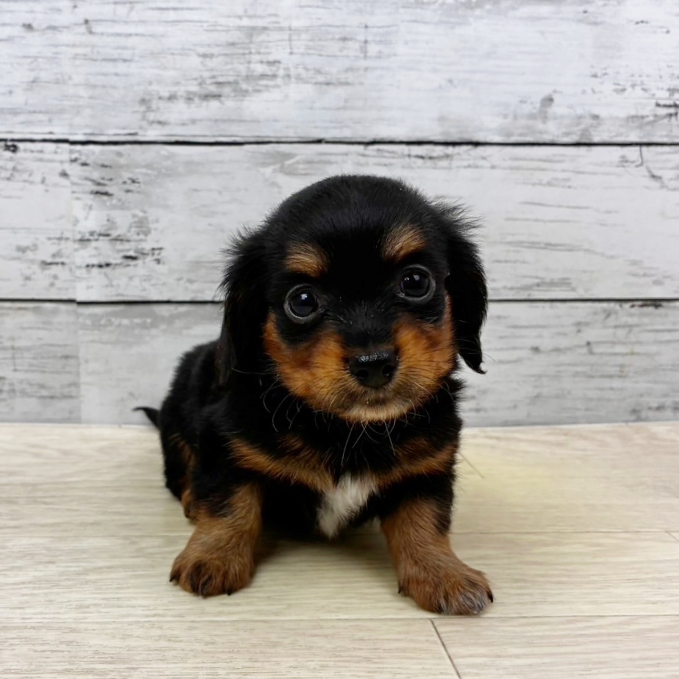 愛知県のチワックス(チワワ×ダックス) (犬の家＆猫の里春日井本店/2025年11月1日生まれ/男の子/ブラックタンホワイト)の子犬