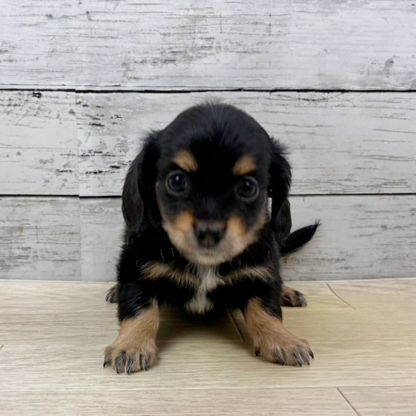 兵庫県のチワックス(チワワ×ダックス) (犬の家＆猫の里ニッケパークタウン加古川店/2025年11月1日生まれ/女の子/ブラックタンホワイト)の子犬の2枚目の画像