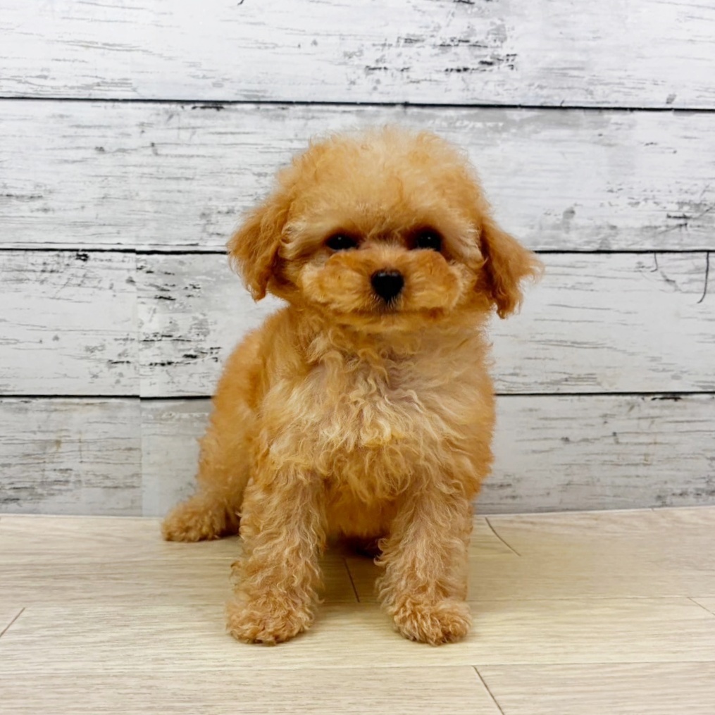 滋賀県のトイプードル(タイニー) (犬の家＆猫の里近江八幡店/2025年10月18日生まれ/女の子/アプリコット)の子犬