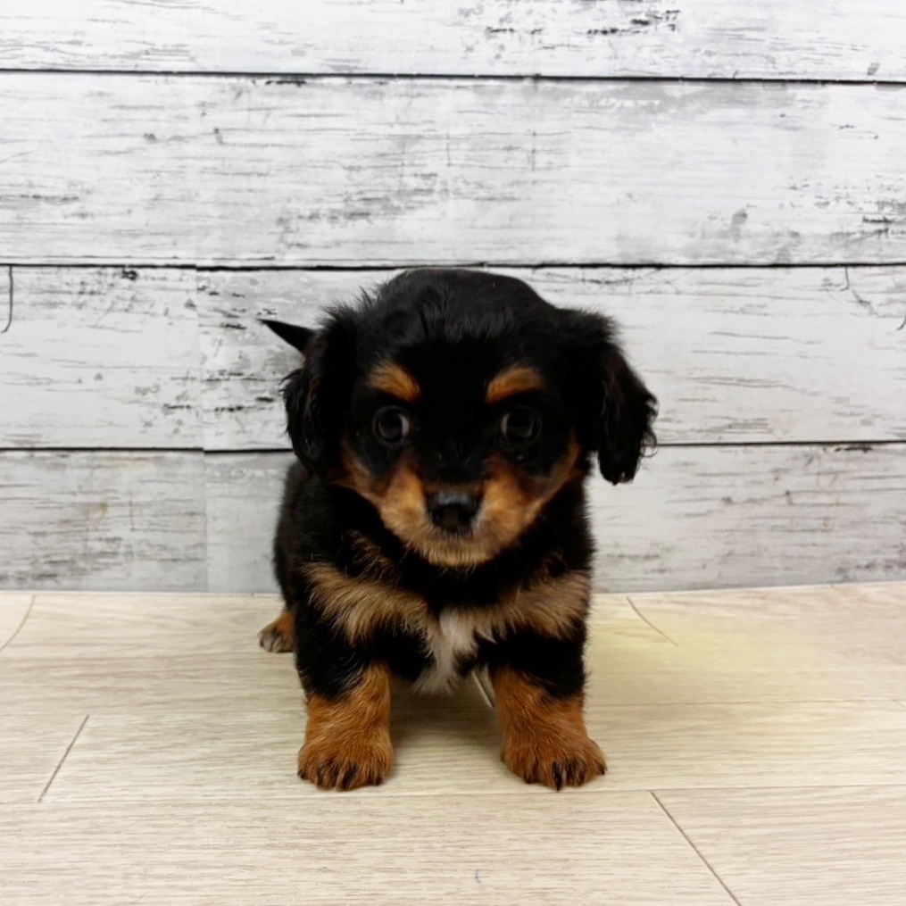 兵庫県のチワックス(チワワ×ダックス) (犬の家＆猫の里川西店/2025年11月2日生まれ/女の子/ブラックタンホワイト)の子犬