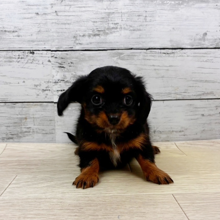 兵庫県のチワックス(チワワ×ダックス) (犬の家＆猫の里尼崎店/2025年11月2日生まれ/女の子/ブラックタンホワイト)の子犬