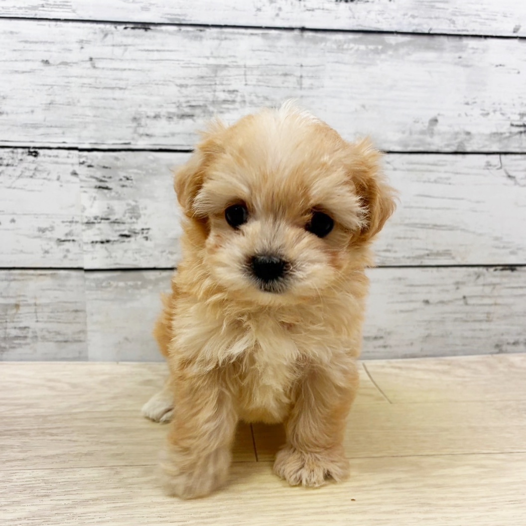 滋賀県のマルプー(マルチーズ×プードル) (犬の家＆猫の里長浜店/2025年11月9日生まれ/女の子/クリーム)の子犬