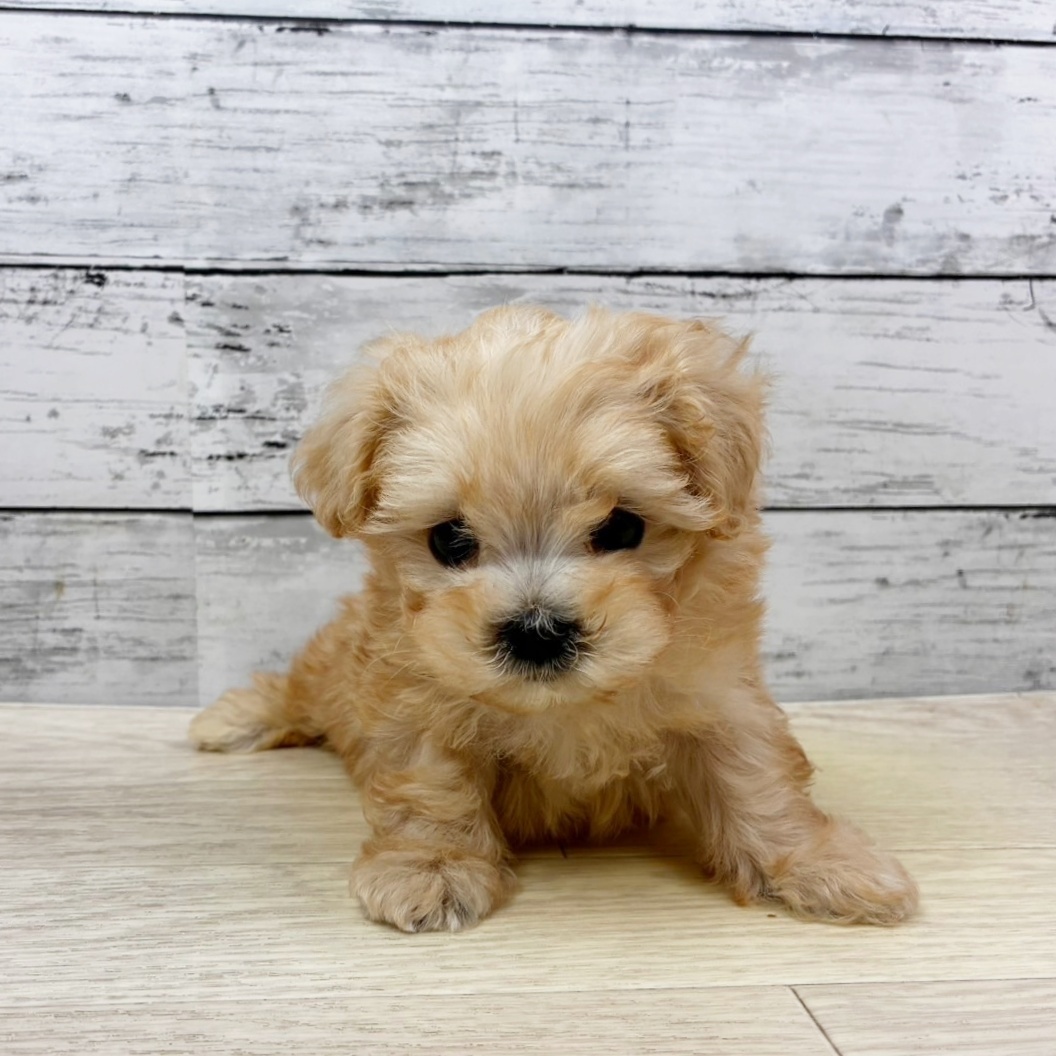 兵庫県のマルプー(マルチーズ×プードル) (犬の家＆猫の里川西店/2025年11月9日生まれ/男の子/クリーム)の子犬