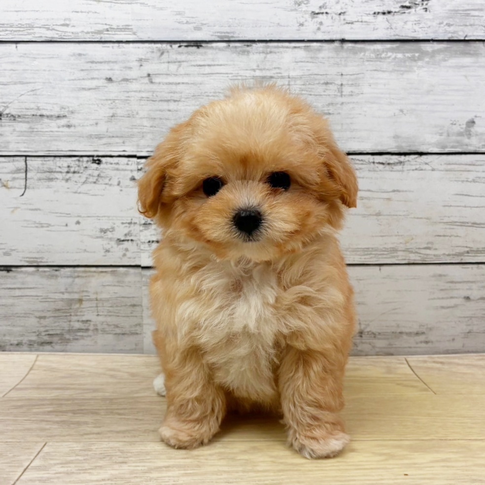 滋賀県のマルプー(マルチーズ×プードル) (犬の家＆猫の里近江八幡店/2025年11月9日生まれ/女の子/クリーム)の子犬