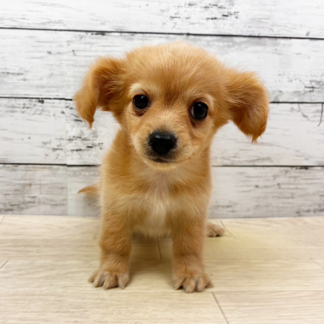 兵庫県のチワックス(チワワ×ダックス) (犬の家＆猫の里神戸店/2025年11月8日生まれ/男の子/クリーム)の子犬