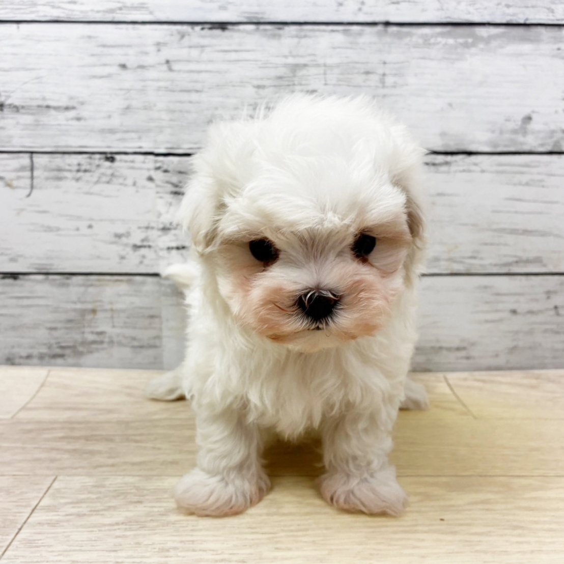 岡山県のマルチーズ (犬の家＆猫の里岡山店/2025年11月9日生まれ/女の子/ホワイト)の子犬の2枚目の画像