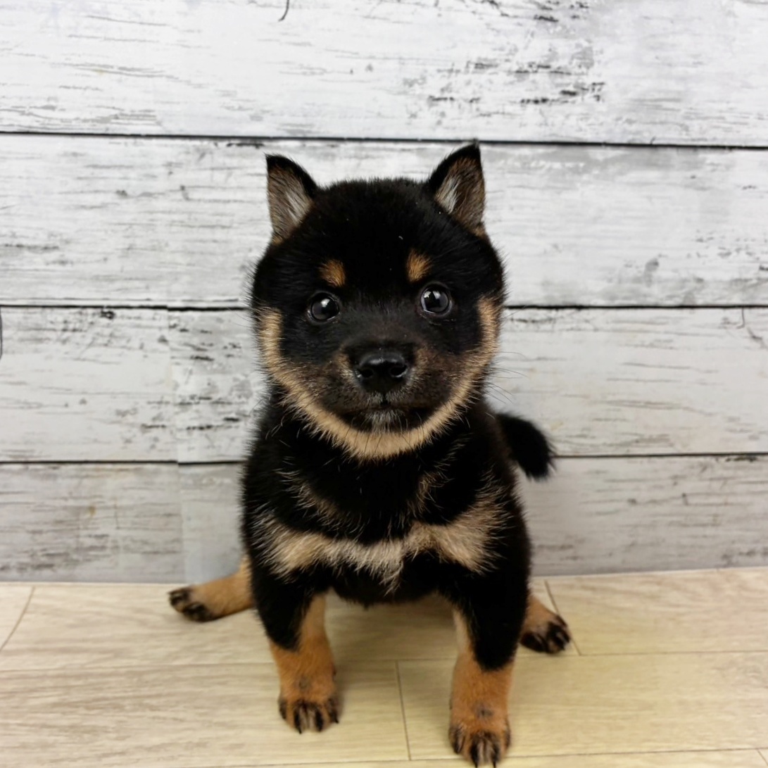 兵庫県の豆柴 (犬の家＆猫の里川西店/2025年11月9日生まれ/女の子/黒)の子犬