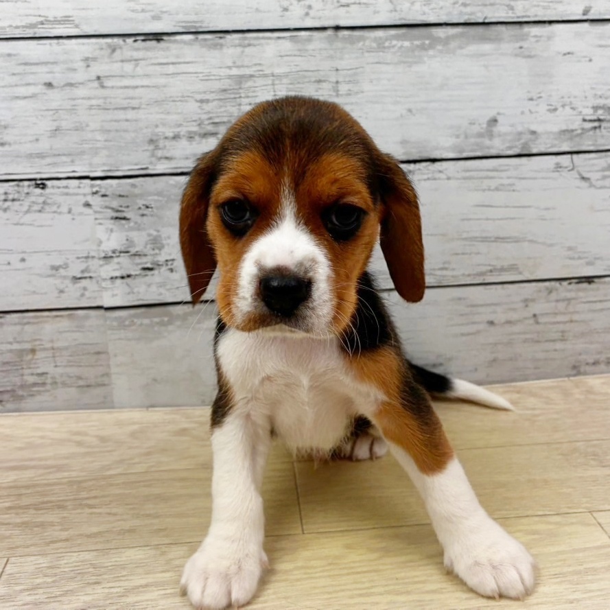 兵庫県のビーグル (犬の家＆猫の里ゆめタウン姫路店/2025年11月7日生まれ/男の子/ブラックタンホワイト)の子犬