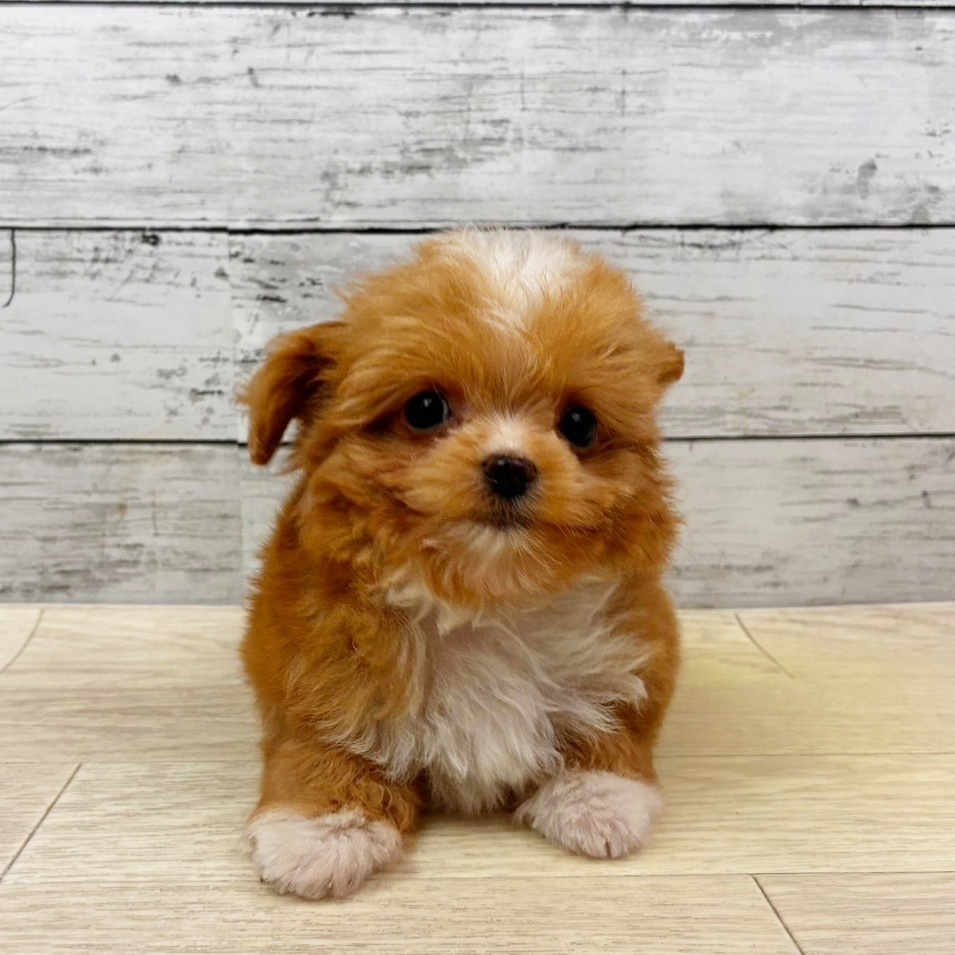 大阪府のチワプー/プーチー(チワワ×プードル) (犬の家＆猫の里吹田店/2025年10月29日生まれ/女の子/レッドホワイト)の子犬の2枚目の画像