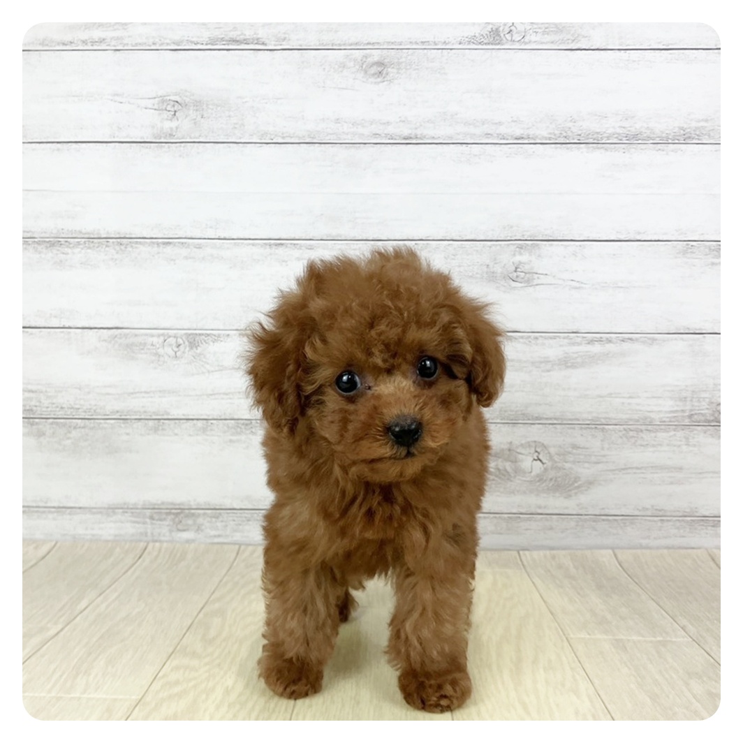 愛知県のトイプードル(トイ) (犬の家＆猫の里春日井本店/2025年11月7日生まれ/女の子/レッドフォーン)の子犬