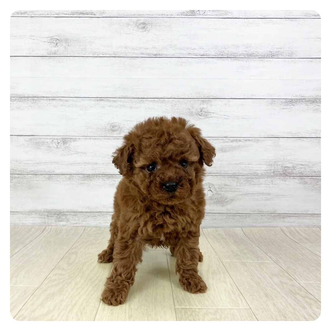 岐阜県のトイプードル(トイ) (犬の家＆猫の里岐南店/2025年11月6日生まれ/女の子/レッドフォーン)の子犬