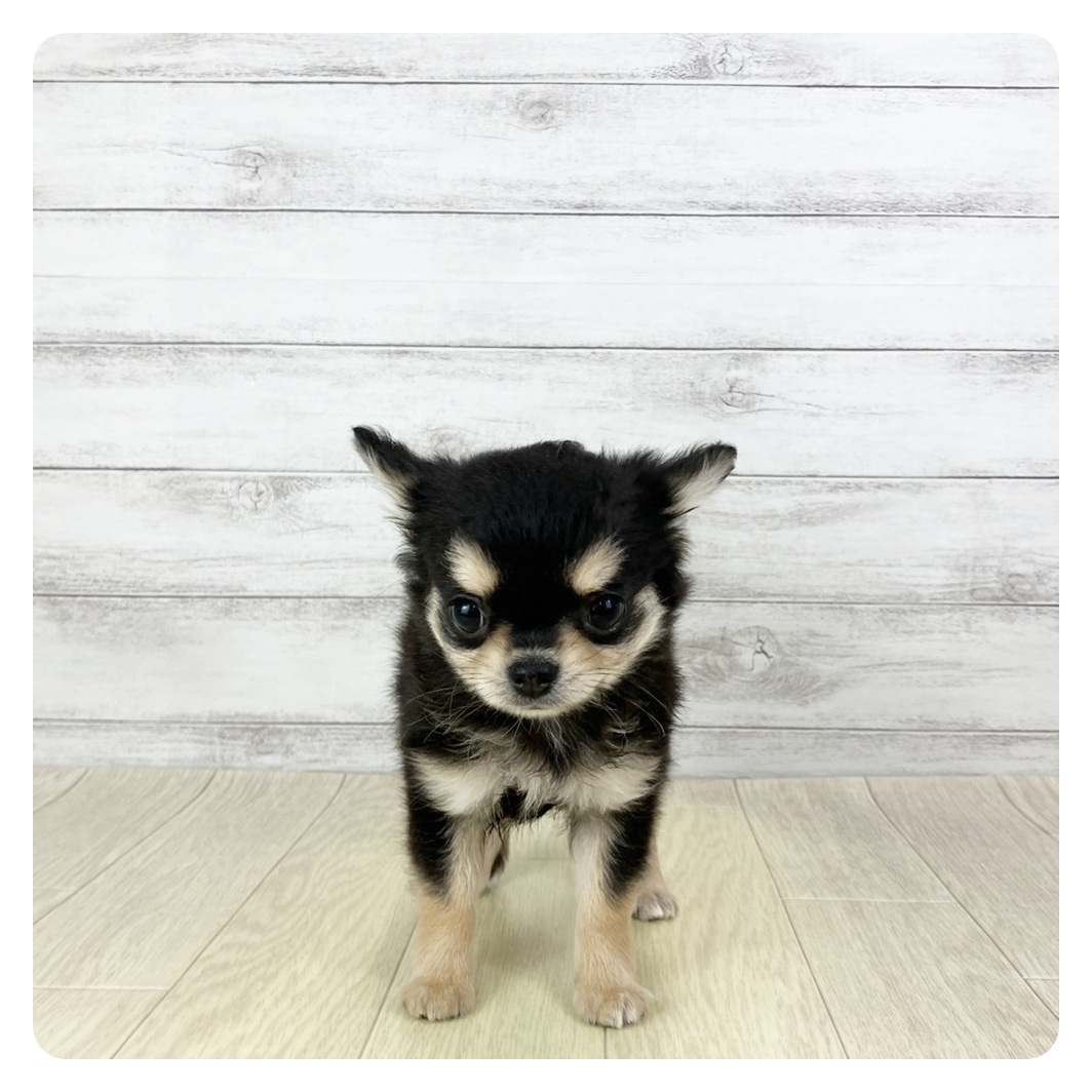 愛知県のチワワ(ロング) (犬の家＆猫の里春日井本店/2025年11月1日生まれ/女の子/ブラッククリームホワイト)の子犬