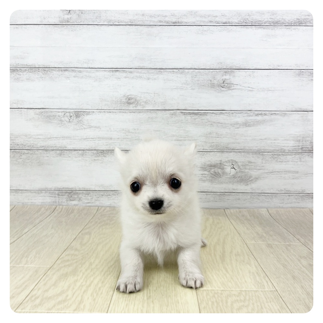 愛知県のチワワ(ロング) (犬の家＆猫の里愛知刈谷店/2025年11月8日生まれ/女の子/クリーム)の子犬