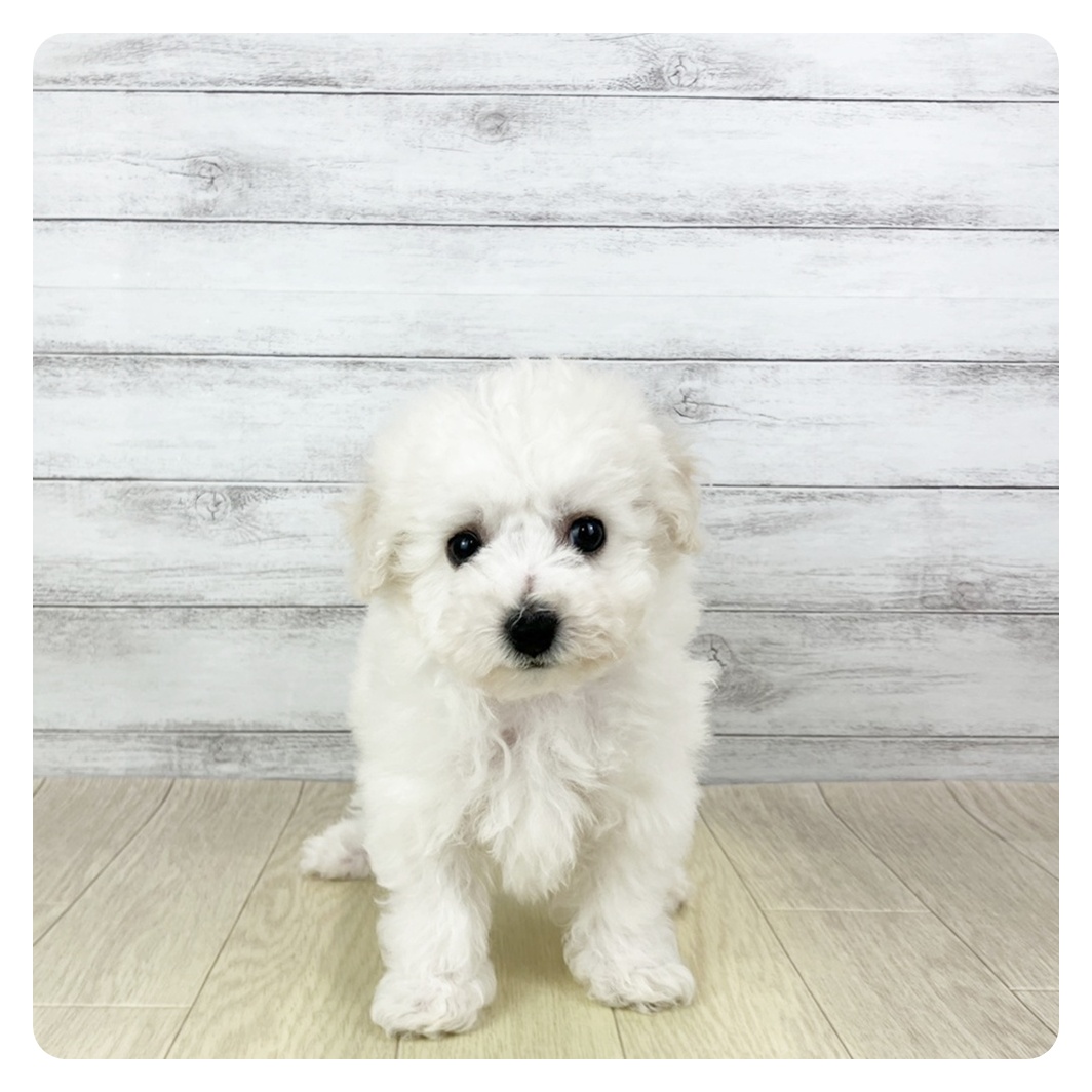 福井県のビションフリーゼ (犬の家＆猫の里アミーゴ福井店/2025年11月9日生まれ/男の子/ホワイト)の子犬