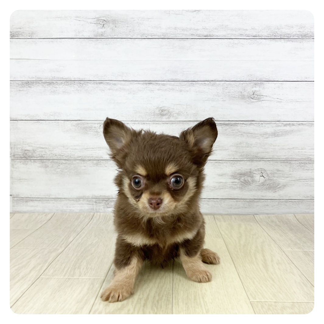 愛知県のチワワ(ロング) (犬の家＆猫の里エアポートウォーク店/2025年11月3日生まれ/男の子/チョコレートタン)の子犬の1枚目の画像