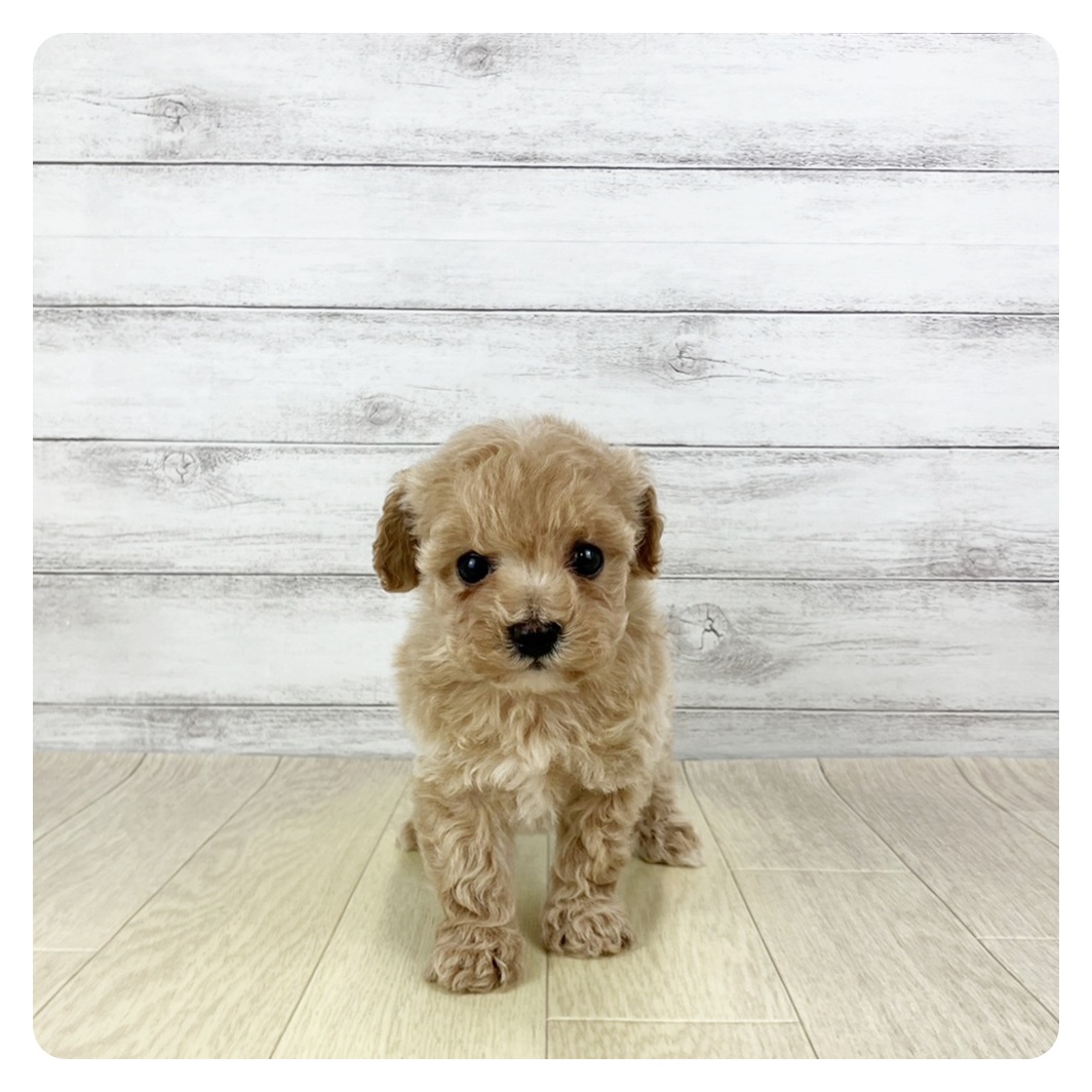 愛知県のビションプー(ビションフリーゼ×プードル) (犬の家＆猫の里MiO香久山店/2025年11月8日生まれ/女の子/アプリコットホワイト)の子犬の2枚目の画像