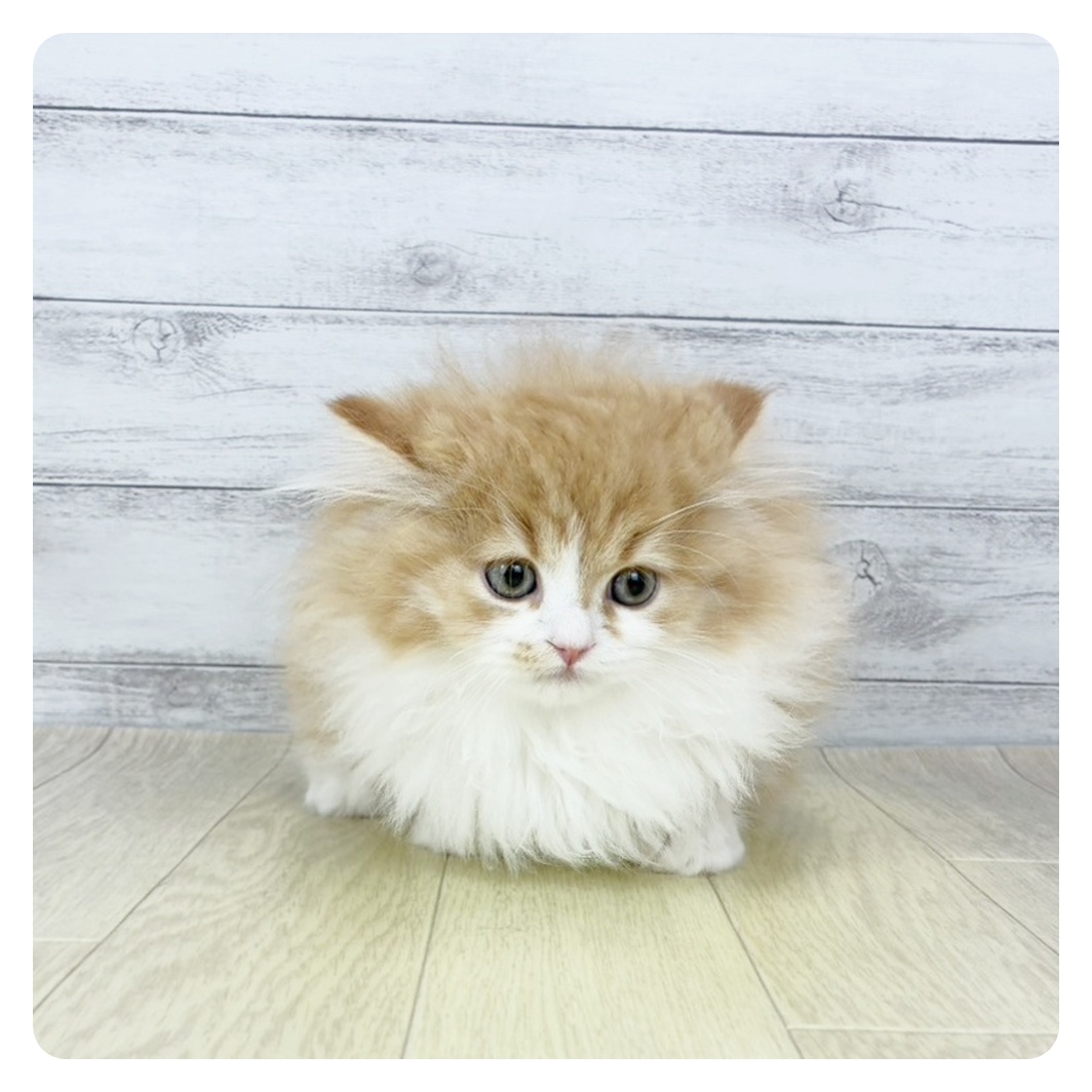 富山県のスコティッシュストレート (犬の家＆猫の里アミーゴ山室店/2025年11月3日生まれ/男の子/レッドタビーホワイト)の子猫