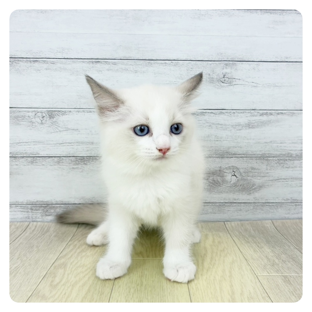 愛知県のラグドール (犬の家＆猫の里一宮店/2025年11月8日生まれ/男の子/ブルーポイントバイカラー)の子猫の2枚目の画像