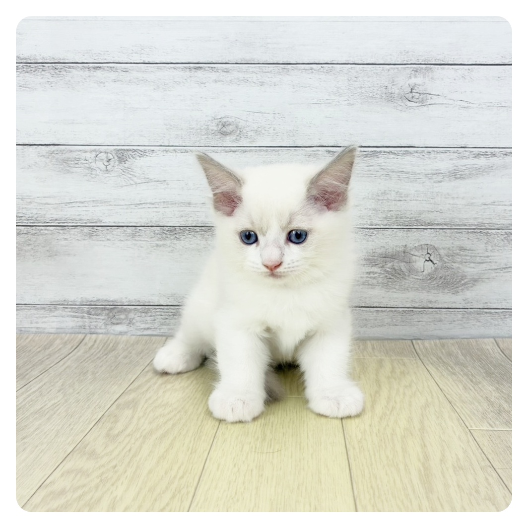岐阜県のラグドール (犬の家＆猫の里岐南店/2025年11月8日生まれ/男の子/ブルーポイントバイカラー)の子猫の2枚目の画像