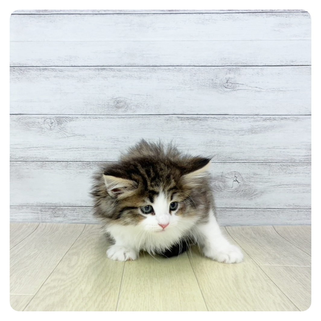 愛知県のノルウェージャンフォレストキャット (犬の家＆猫の里春日井本店/2025年11月8日生まれ/女の子/ブラウンタビーホワイト)の子猫