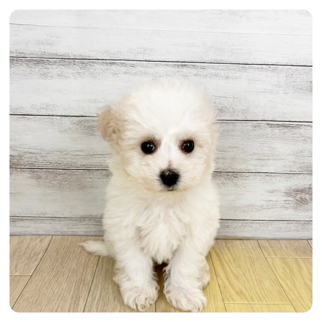 大阪府のビションフリーゼ (犬の家＆猫の里吹田店/2025年11月9日生まれ/男の子/ホワイト)の子犬