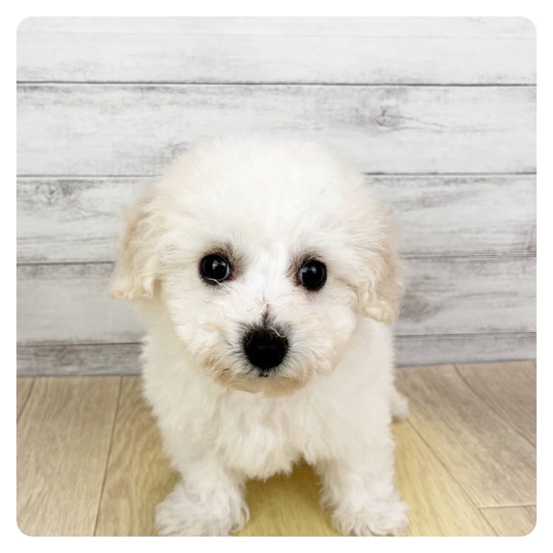 愛知県のビションフリーゼ (犬の家＆猫の里春日井本店/2025年11月9日生まれ/女の子/ホワイト)の子犬