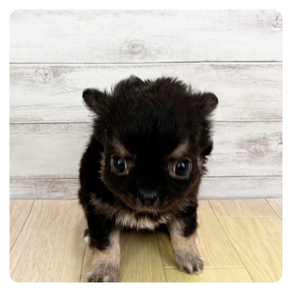 愛知県のチワワ(ロング) (犬の家＆猫の里MEGAドン・キホーテ東海名和店/2025年11月9日生まれ/女の子/ブラックタンホワイト)の子犬