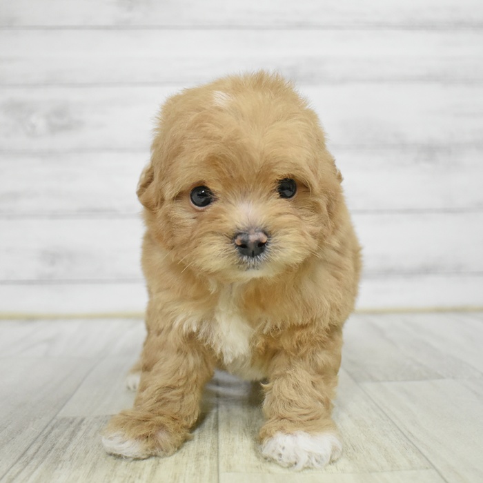 福井県のチワプー/プーチー(チワワ×プードル) (犬の家＆猫の里アミーゴ福井店/2025年11月10日生まれ/男の子/アプリコットホワイト)の子犬の2枚目の画像