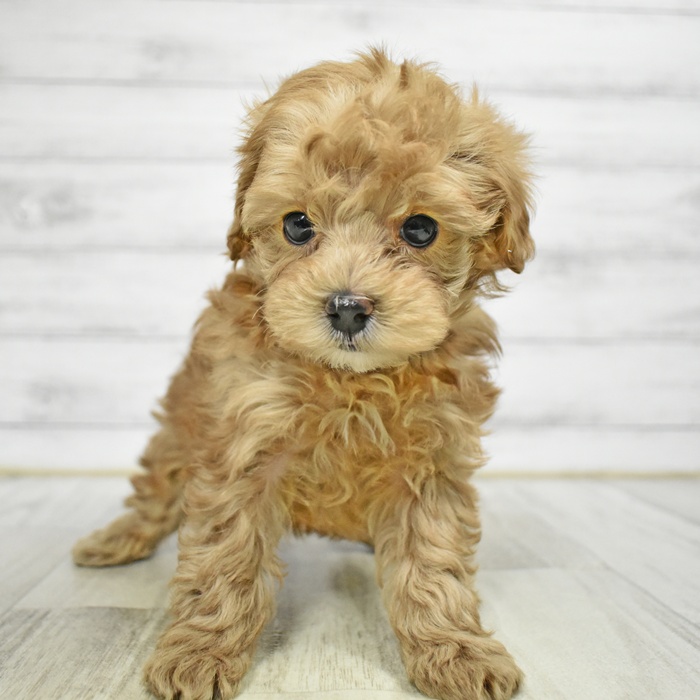 静岡県のマルプー(マルチーズ×プードル) (犬の家＆猫の里藤枝店/2025年11月6日生まれ/女の子/アプリコット)の子犬