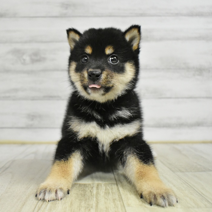 千葉県の柴犬(標準サイズ) (犬の家＆猫の里ワンズモール稲毛店/2025年11月10日生まれ/男の子/黒)の子犬