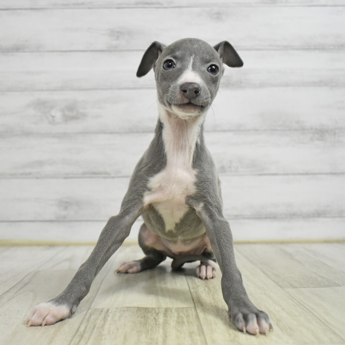静岡県のイタリアングレーハウンド (犬の家＆猫の里藤枝店/2025年11月10日生まれ/女の子/ブルーホワイト)の子犬