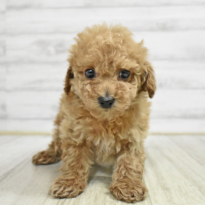 富山県のトイプードル(トイ) (犬の家＆猫の里アミーゴ山室店/2025年11月10日生まれ/女の子/レッド)の子犬の2枚目の画像