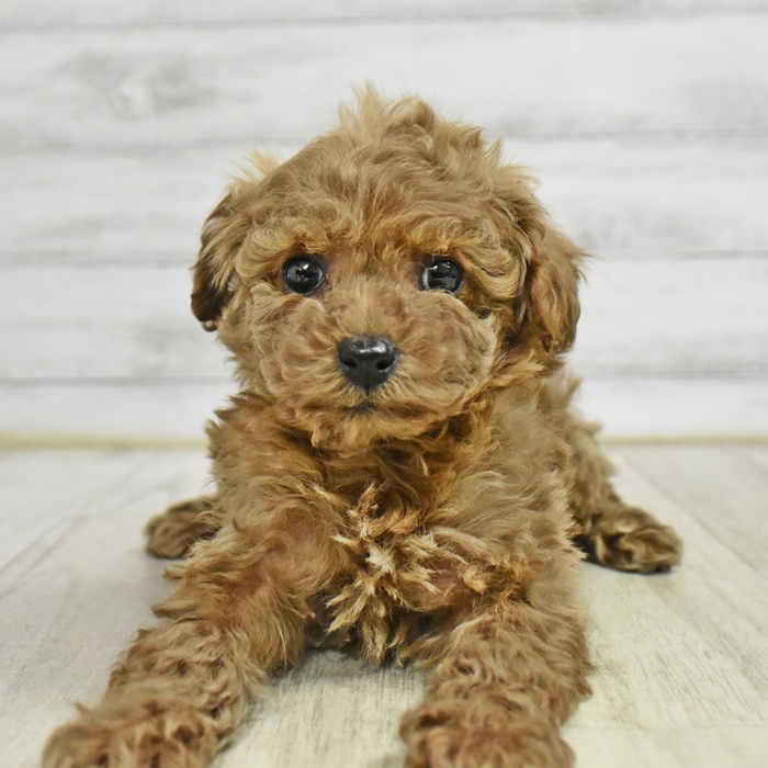 富山県のトイプードル(トイ) (犬の家＆猫の里アミーゴ高岡蓮花寺店/2025年11月10日生まれ/女の子/レッド)の子犬の4枚目の画像