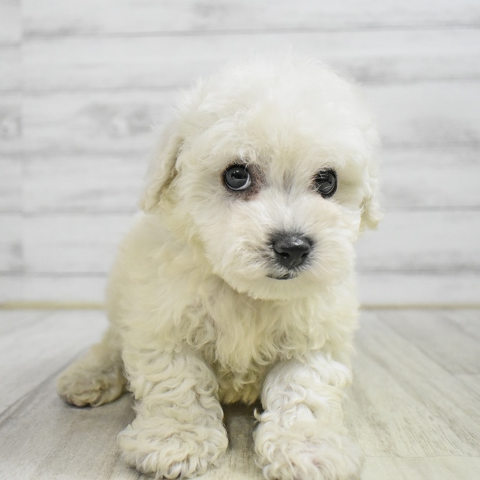 静岡県のビションフリーゼ (犬の家＆猫の里MEGAドン・キホーテ袋井店/2025年11月9日生まれ/男の子/ホワイト)の子犬