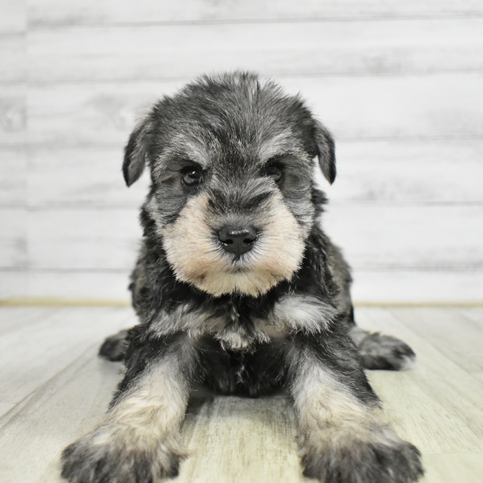 静岡県のミニチュアシュナウザー (犬の家＆猫の里藤枝店/2025年11月11日生まれ/女の子/ソルトペッパー)の子犬