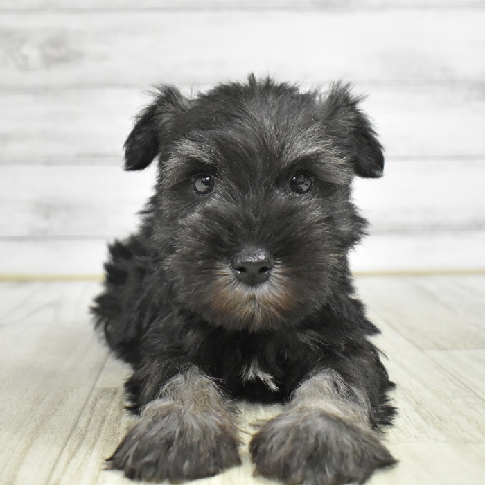 長野県のミニチュアシュナウザー (犬の家＆猫の里長野店/2025年11月11日生まれ/男の子/ソルトペッパー)の子犬の2枚目の画像