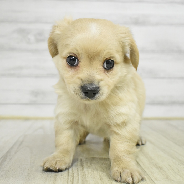 静岡県のチワックス(チワワ×ダックス) (犬の家＆猫の里藤枝店/2025年11月11日生まれ/男の子/イエロー)の子犬