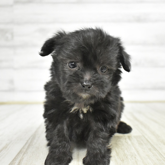 千葉県のチワプー/プーチー(チワワ×プードル) (犬の家＆猫の里ワンズモール稲毛店/2025年11月10日生まれ/男の子/ブラック)の子犬