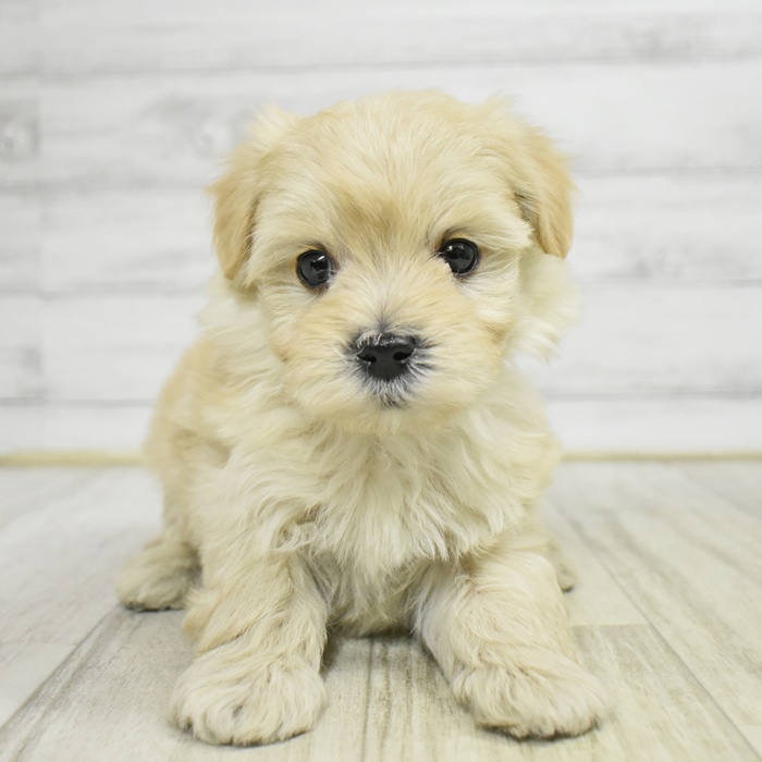 石川県のマルプー(マルチーズ×プードル) (犬の家＆猫の里金沢店/2025年11月10日生まれ/男の子/クリーム)の子犬