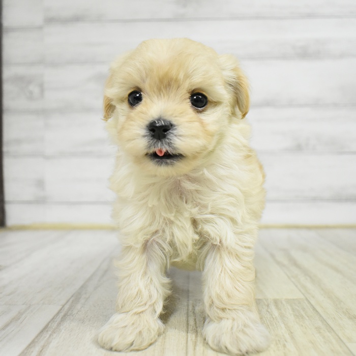 長野県のマルプー(マルチーズ×プードル) (犬の家＆猫の里カインズ梓川店/2025年11月10日生まれ/女の子/クリーム)の子犬