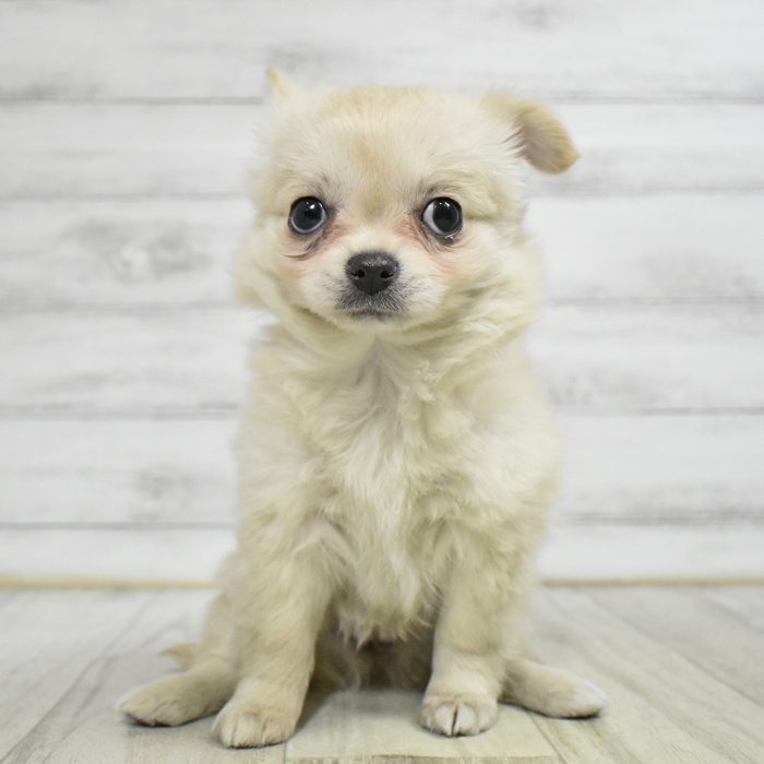 愛知県のチワワ(ロング) (犬の家＆猫の里豊川インター店/2025年11月10日生まれ/女の子/クリーム)の子犬