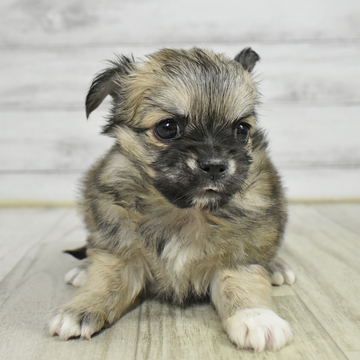 福岡県のチワワ(ロング) (犬の家＆猫の里トリアス久山店/2025年11月11日生まれ/男の子/フォーンホワイト)の子犬