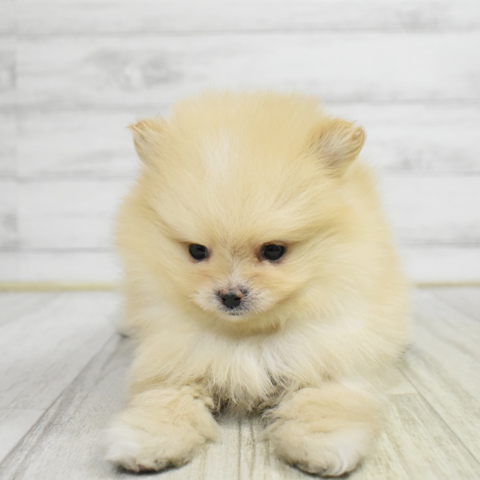 愛知県のポメラニアン (犬の家＆猫の里春日井本店/2025年11月9日生まれ/女の子/クリーム)の子犬