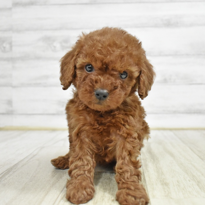 神奈川県のトイプードル(トイ) (犬の家＆猫の里元住吉ブレーメン通り店/2025年11月7日生まれ/女の子/レッド)の子犬