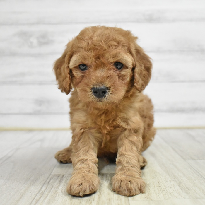 長野県のトイプードル(トイ) (犬の家＆猫の里カインズ梓川店/2025年11月7日生まれ/男の子/レッド)の子犬
