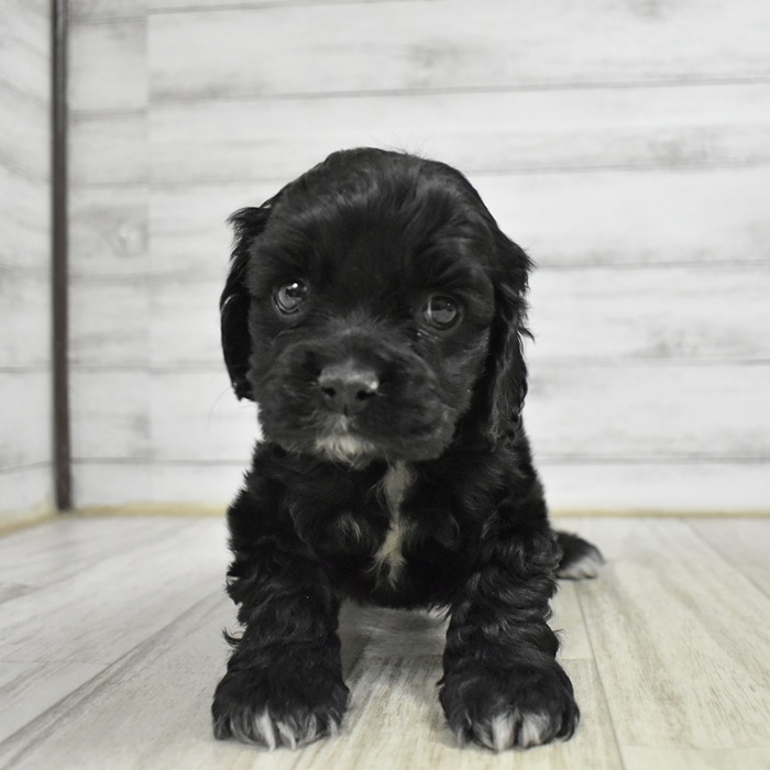 長野県のアメリカンコッカースパニエル (犬の家＆猫の里カインズ梓川店/2025年11月9日生まれ/女の子/ブラックホワイト)の子犬